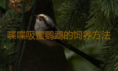 喋喋吸蜜鹦鹉的饲养方法 喋喋吸蜜鹦鹉的价格