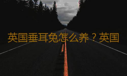 英国垂耳兔怎么养？英国垂耳兔吃什么？